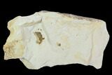 Partial Fossil Pea Crab (Pinnixa) From California - Miocene #128091-1